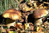 I funghi porcini o "Boletus Aereus"